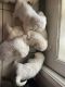 Great Pyrenees Puppies for sale in Crowley, TX 76036, USA. price: $150