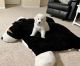 Great Pyrenees Puppies for sale in Duluth, GA, USA. price: $800