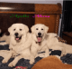 Great Pyrenees Puppies for sale in Leesburg, FL, USA. price: $800