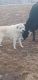 Great Pyrenees Puppies for sale in Modena, UT 84753, USA. price: $20