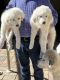 Great Pyrenees Puppies for sale in Cape Coral, FL, USA. price: $600