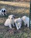 Great Pyrenees Puppies for sale in Crestwood, KY 40014, USA. price: $300