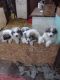 Great Pyrenees Puppies for sale in Pickett, WI 54964, USA. price: NA