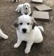 Great Pyrenees Puppies for sale in 1281 Jones Ct, King George, VA 22485, USA. price: $600