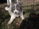 Great Pyrenees Puppies for sale in Louisville, KY, USA. price: $250