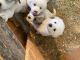Great Pyrenees Puppies for sale in Wichita, KS, USA. price: NA