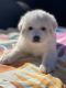 Great Pyrenees Puppies for sale in Suffolk, VA, USA. price: $500