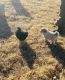 Great Pyrenees Puppies for sale in Tularosa, NM 88352, USA. price: $300