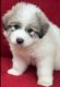 Great Pyrenees Puppies for sale in Wytheville, VA 24382, USA. price: $650