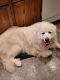 Great Pyrenees Puppies for sale in Wausau, WI, USA. price: $200