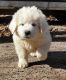 Great Pyrenees Puppies for sale in Granite Falls, NC 28630, USA. price: NA