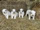 Great Pyrenees Puppies for sale in Lafayette, IN 47905, USA. price: $400