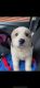Great Pyrenees Puppies for sale in Colfax, CA 95713, USA. price: NA