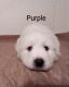 Great Pyrenees Puppies for sale in Kempton, IN 46049, USA. price: $1,200