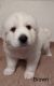 Great Pyrenees Puppies for sale in Kempton, IN 46049, USA. price: $1,200