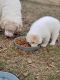 Great Pyrenees Puppies for sale in Madison, VA 22727, USA. price: $375