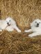 Great Pyrenees Puppies for sale in Shelbyville, TN, USA. price: $499