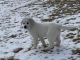 Great Pyrenees Puppies for sale in Caledonia, MN 55921, USA. price: NA