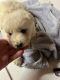 Great Pyrenees Puppies for sale in Elko, NV 89801, USA. price: NA