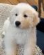 Great Pyrenees Puppies for sale in Whitmore, CA 96096, USA. price: NA