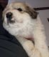 Great Pyrenees Puppies for sale in Coldwater, MS 38618, USA. price: NA