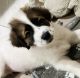 Great Pyrenees Puppies for sale in Fontana, CA 92336, USA. price: $650