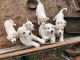 Great Pyrenees Puppies for sale in Columbia, AL 36319, USA. price: $250