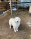 Great Pyrenees Puppies for sale in Battle Ground, WA, USA. price: $500