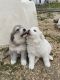 Great Pyrenees Puppies for sale in Ventura, CA, USA. price: $500