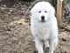 Great Pyrenees Puppies for sale in Graham, WA 98338, USA. price: $800