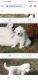 Great Pyrenees Puppies for sale in Cape Charles, VA 23310, USA. price: NA