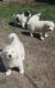 Great Pyrenees Puppies for sale in San Antonio, TX, USA. price: NA