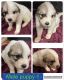 Great Pyrenees Puppies for sale in Clyde, OH 43410, USA. price: NA