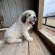 Great Pyrenees Puppies for sale in Jay, OK 74346, USA. price: NA