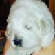 Great Pyrenees Puppies for sale in Brighton, CO, USA. price: $500