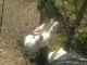 Great Pyrenees Puppies for sale in Cape Charles, VA 23310, USA. price: $650
