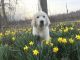 Great Pyrenees Puppies for sale in Jackson, OH 45640, USA. price: $250