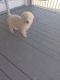 Great Pyrenees Puppies for sale in Cape Charles, VA 23310, USA. price: $450