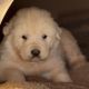 Great Pyrenees Puppies for sale in Spencer, VA 24112, USA. price: $200