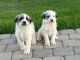 Great Pyrenees Puppies for sale in Buckeye, AZ 85396, USA. price: $250