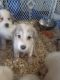 Great Pyrenees Puppies for sale in Elroy, WI 53929, USA. price: NA