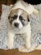 Great Pyrenees Puppies for sale in Burlington, IA, USA. price: $500