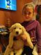 Great Pyrenees Puppies for sale in Hereford, AZ 85615, USA. price: $350