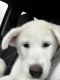 Great Pyrenees Puppies for sale in Indianapolis, IN 46228, USA. price: $600