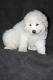 Great Pyrenees Puppies for sale in Nokesville, VA 20181, USA. price: NA