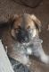 Great Pyrenees Puppies for sale in Lancaster, CA, USA. price: NA