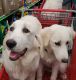 Great Pyrenees Puppies for sale in Anderson, CA 96007, USA. price: $500