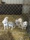 Great Pyrenees Puppies for sale in Bainbridge, OH 45612, USA. price: $300