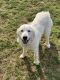 Great Pyrenees Puppies for sale in Nashville, TN, USA. price: $300