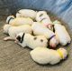 Great Pyrenees Puppies for sale in Cincinnati, OH, USA. price: NA